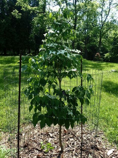 Cornus kousa subsp. chinensis 'Galzam' Galilean® - Galilean® Chinese ...