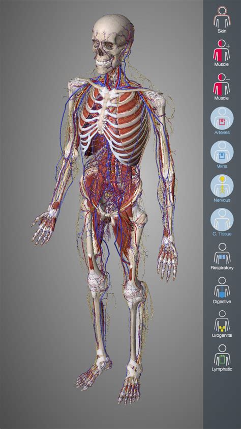 系统解剖学第八版pdf下载-系统解剖学第8版pdf下载电子教材-绿色资源网