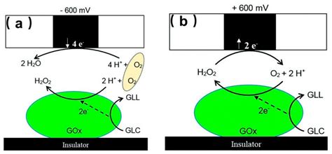 Recent Advances in Scanning Electrochemical Microscopy for Biological ...