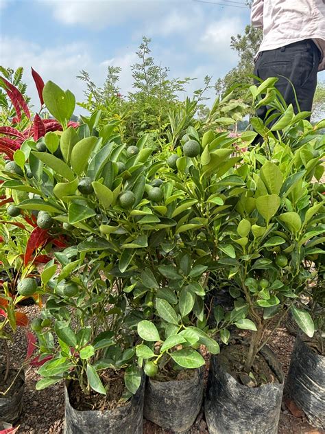 नींबू के पौधे में जल्दी फल लाने के लिए क्या उपाय करें? जानिए - What are ...