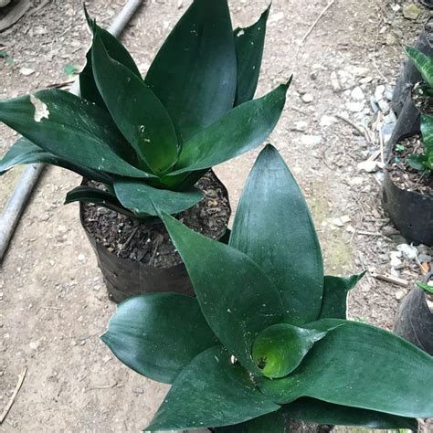 Sansevieria Black Dragon Decorative Foliage Plant | myBageecha