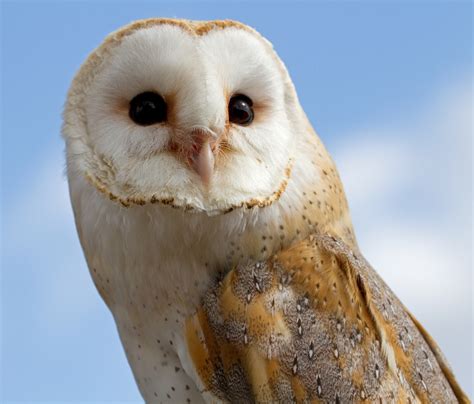 Barn Owl face photo and wallpaper. All Barn Owl face pictures