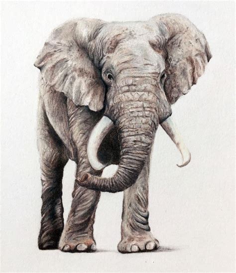 elephant drawing pencil easy