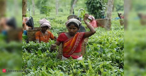 Tea Board Of India: Will a tea floor price impact India's export ...