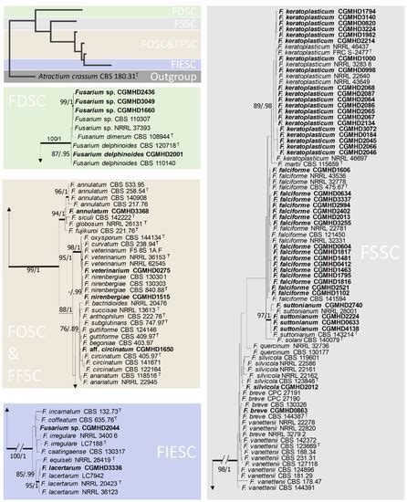 Fusarium Keratitis in Taiwan: Molecular Identification, Antifungal ...