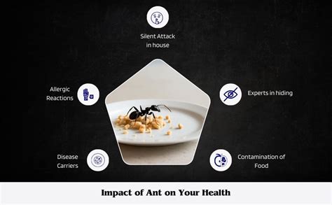 Amish Herbal Ant Spray 100ml Pack Of 5 |10 Minutes Formula |Removes ...