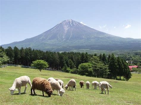 Fujinomiya Photos - Featured Images of Fujinomiya, Shizuoka Prefecture ...