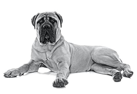 Mastiff | Royal Canin IN