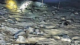 Mass nesting of Olive Ridleys begins at Odisha's Gahirmatha with over ...