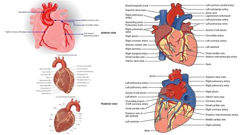 Cardiac Output - Determination, Regulation, Factors, Distribution - Biology Notes Online