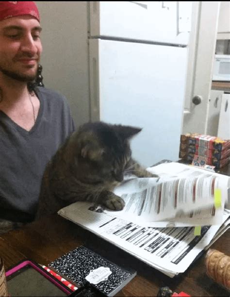 I can haz Fireball : r/CatsPlayingDnd