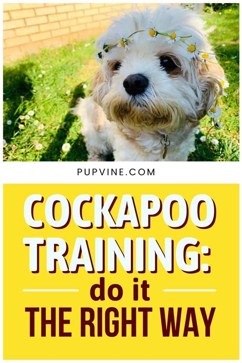 Image result for Cockapoo Training Bells