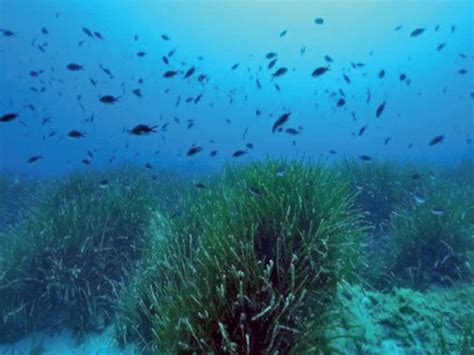 Ocean floor grass contains 1.3 million tons of sugar, equivalent to the ...