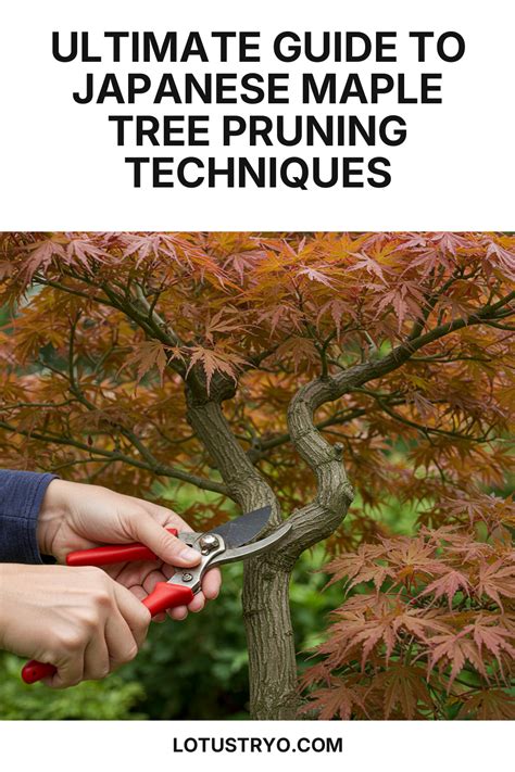 Image result for Pruning Japanese Maple Tree