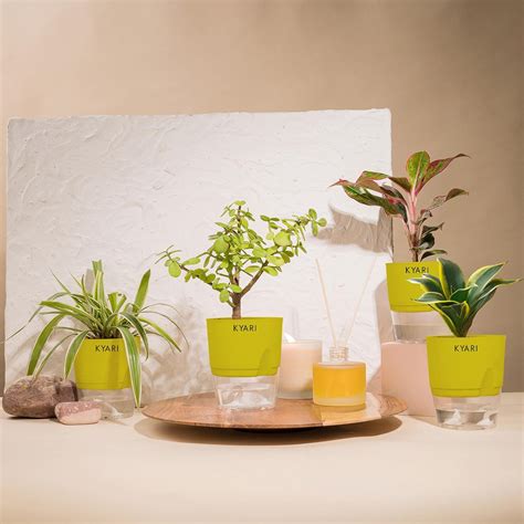 KYARI Jade-Aglaonema Lipstick-Golden Snake-Spider Combo of 4 Indoor ...