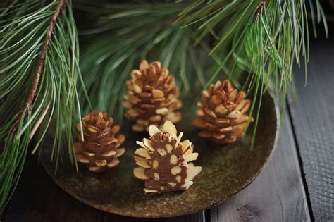 Pine Cone Confections and Hidden Wonders — The Wondersmith | Pine cones ...
