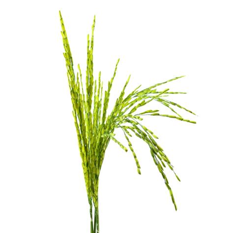 Food cereal crop yellow summer | Free Photo