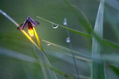 firefly photography | Firefly photography, Beautiful bugs, Firefly
