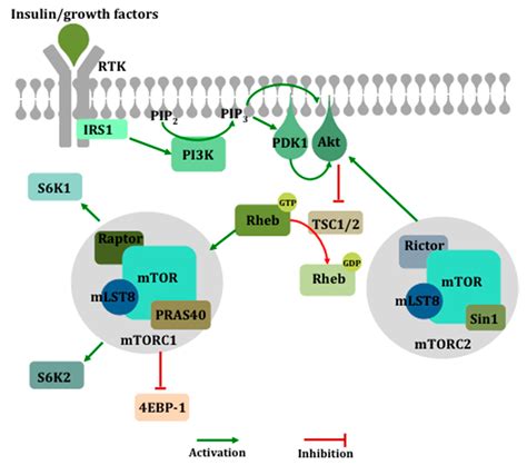 Distinct Roles of mTOR Targets S6K1 and S6K2 in Breast Cancer