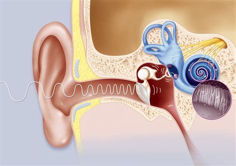 Eustachian Tube: Anatomy, Location, and Function