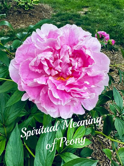 Spiritual Meaning of Peony | Gallery posted by CheriseWilliams | Lemon8