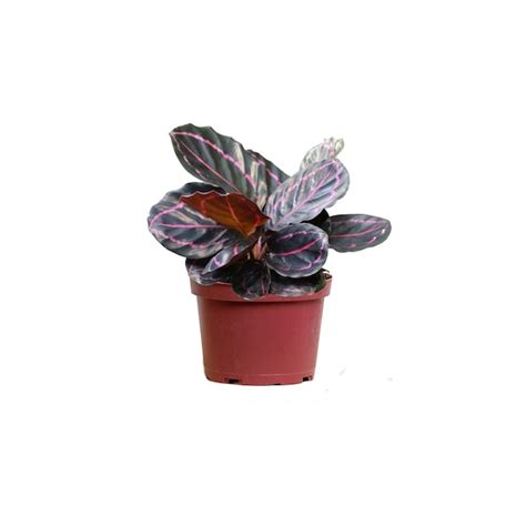 LiveTrends Calathea Dottie House Plant in 4-in Pot ASB06966 at Lowes.com