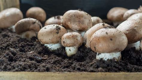 Learn How to Grow Mushrooms Indoors | Indoor Gardening