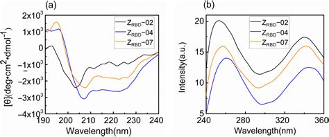 Interface-Based Design of High-Affinity Affibody Ligands for the ...