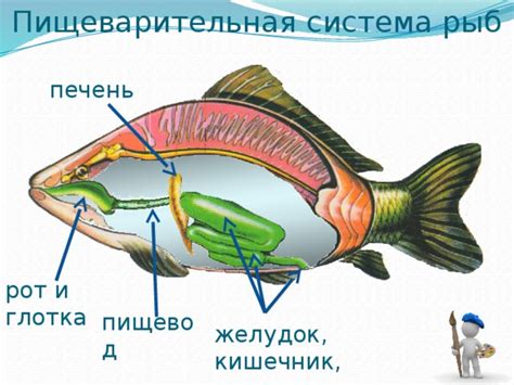 "Внутреннее строение рыб". Презентация к уроку биологии.