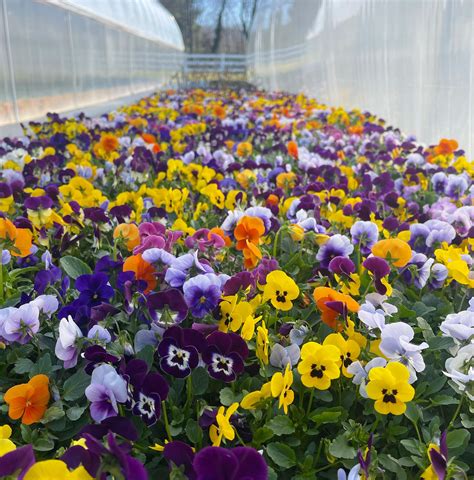 Pansy Season — Andrews Family Farm