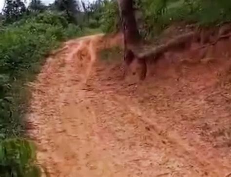 Python Eating Cow 的图像结果