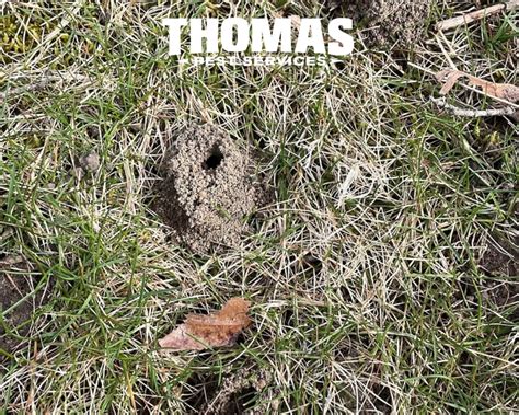 All You Need to Know About Digger Wasps & Wasp Control | Thomas Pest ...
