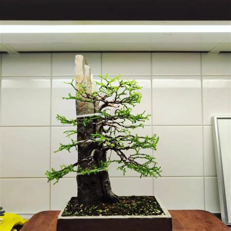 Monterey Cypress Bonsai Care Guide