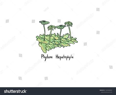 Phylum Hepaticophyta