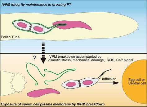 Does Hot Water Kill Sperm Cells at Chuck Miranda blog