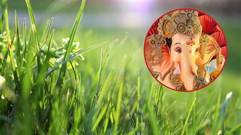 Gardening tips ganesh chaturthi special how to grow durva grass in pot ...
