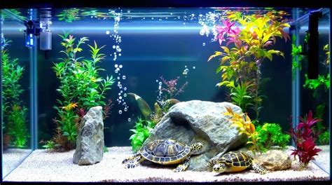 Image result for Turtle Habitat Setup