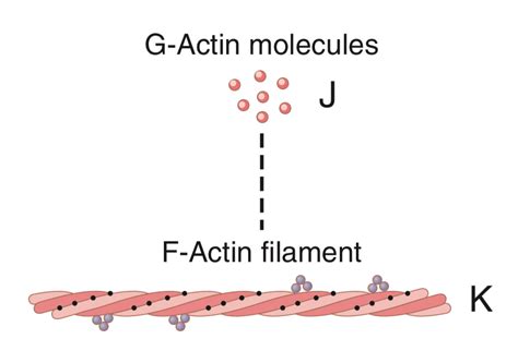 Image result for Actin Polymerization Process