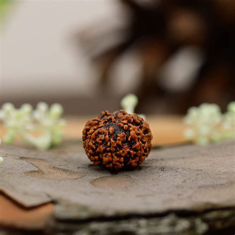 Seven Mukhi Rudraksha Benefits, Power & Key Information – ratnakripa