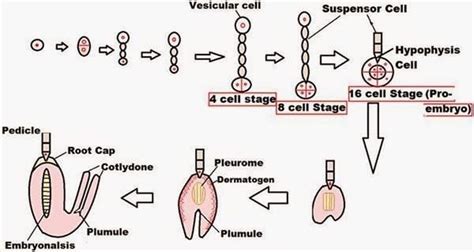 Post-Fertilisation Structures and Events - Biology Class 12 - NEET PDF ...