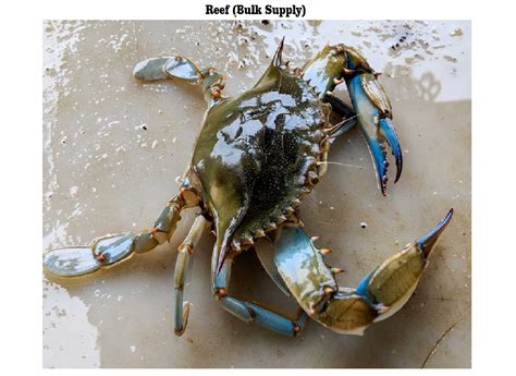 Blue Crab - Reef – Doof
