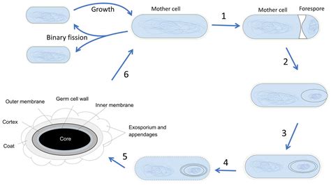 Does Freezing Kill Spores Scientifically Speaking