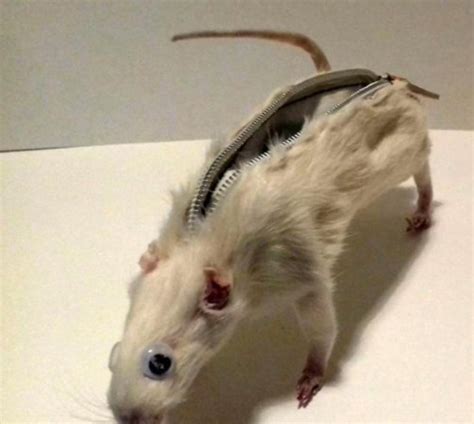 英国大学生用老鼠尸体制作笔袋 受万千网友指责-新闻中心-南海网