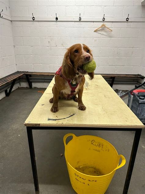 High Hides , Menheniot Village Hall, Liskeard, 5 March 2024 | AllEvents