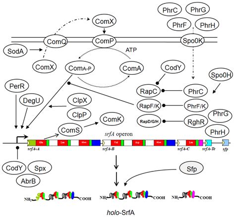 Diversity of Nonribosomal Peptide Synthetases Involved in the ...