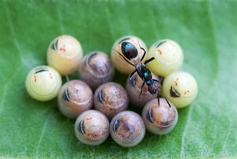 蛋为什么有虫字旁单位什么有什么文件不能补缴以前2022已更新今日推荐