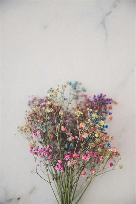 A Bunch of Colorful Angel's Breath Flowers · Free Stock Photo