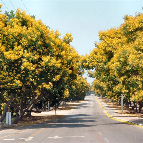 Peltophorum ferrugineum - Avenue Trees– Exotic Flora