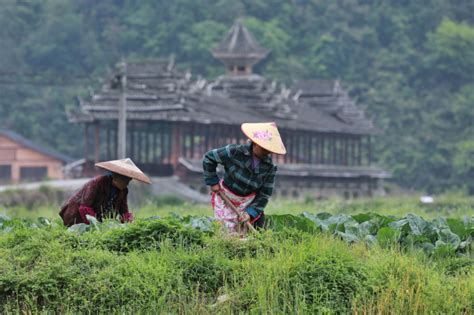 谷雨将至农事忙_图片新闻_中国政府网