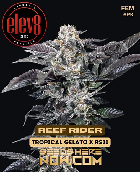 Reef Rider Feminized Cannabis Seeds [6pk] – High THC, Citrus Aroma